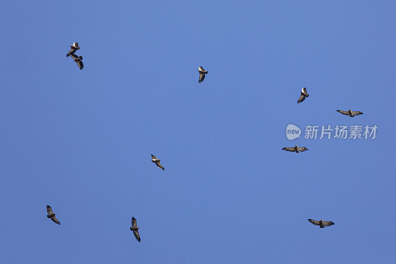 一群欧亚狮鹫秃鹫(Gyps fulvus)在热气流中飞行